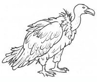 disegni/uccelli/uccelli_b9654.JPG