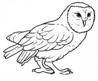 disegni/uccelli/uccelli_b9655.JPG